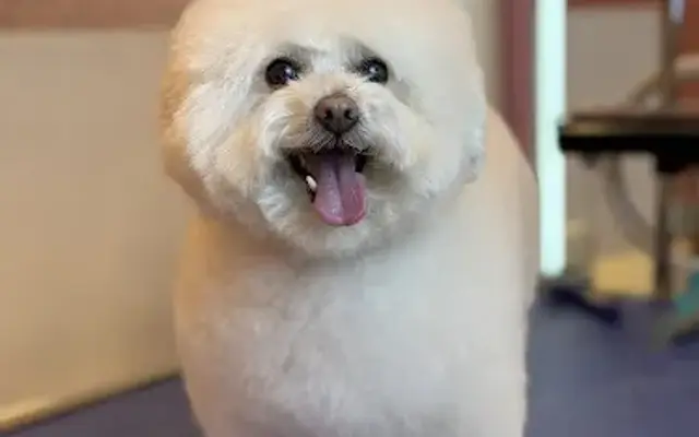 Whiskers Dog Grooming Salon in Brooklyn, NY