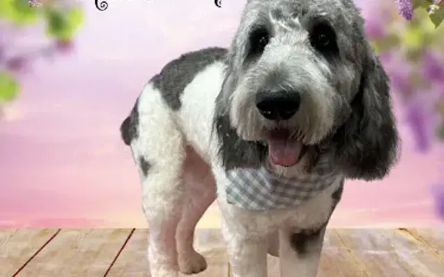 Grooming by Sav LLC in LaGrange, GA