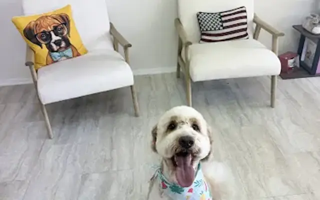 Tequesta Pet Grooming in Jupiter, FL