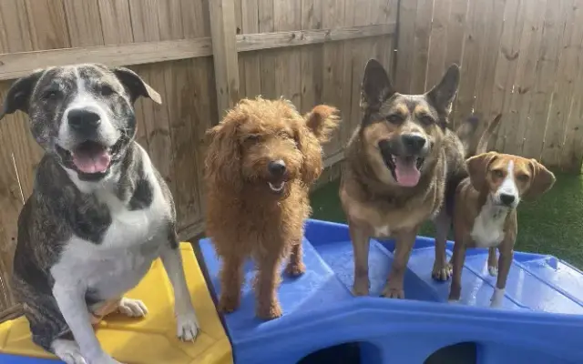 Dog Tired Pet Services - Summerville, SC in Summerville, SC