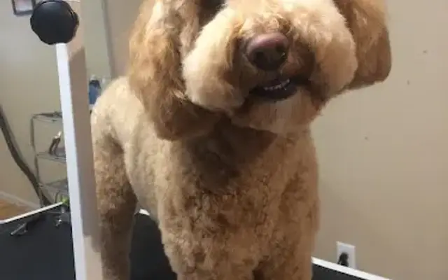 A Pet Spa in Banner Elk, NC