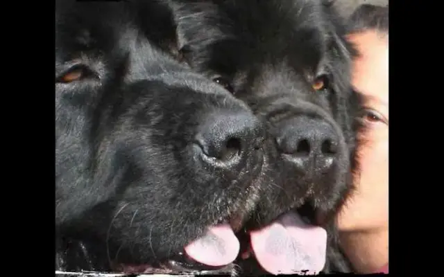 Blackwolf Newfoundlands in Gilbert, MN