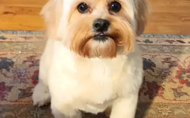 Bailey’s Pet Spa in Corsicana, TX