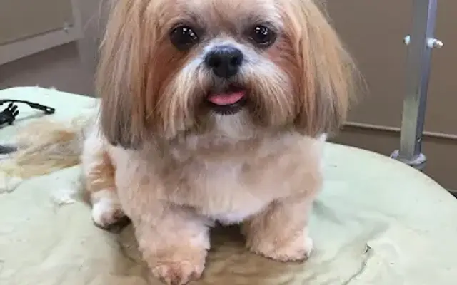 Happy Tails Professional Groom in Marshall, IL