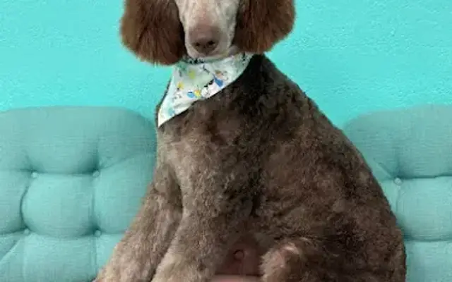 Viktoria The Rolling Dog Barber in South San Francisco, CA