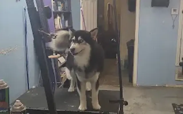 Paws Pet Grooming in Horizon City, TX