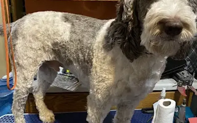 Platinum Paws Grooming Studio, LLC in Marshfield, WI