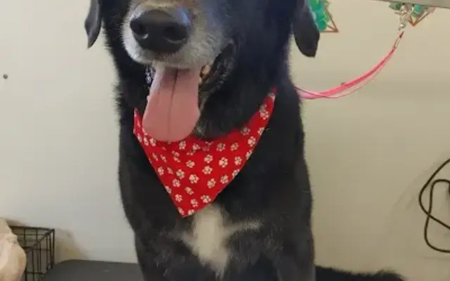 Pips Pup Spa LLC in Vanport, PA