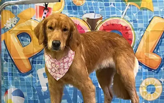 LUNA'S PAWS GROOMING in Bronx, NY