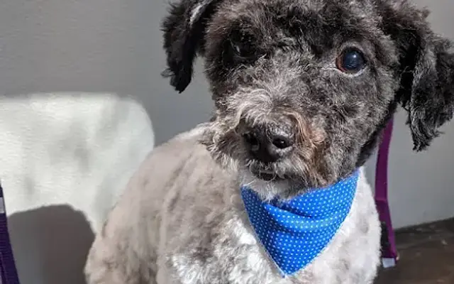 Grooming by Caitlin LLC in Danvers, MA