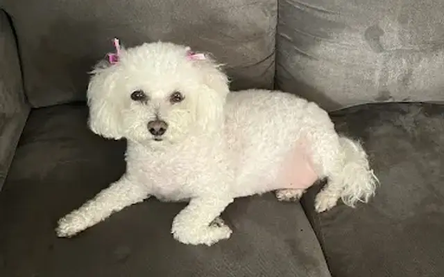 Bow and Wow Grooming in North Hollywood, CA