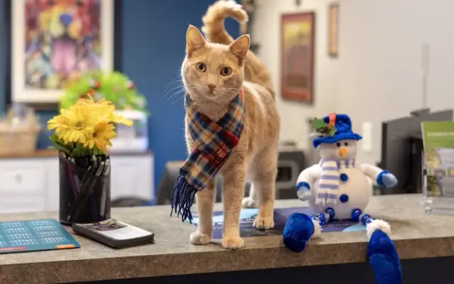 Creekside Veterinary Clinic and Pet Grooming in Black Earth, WI