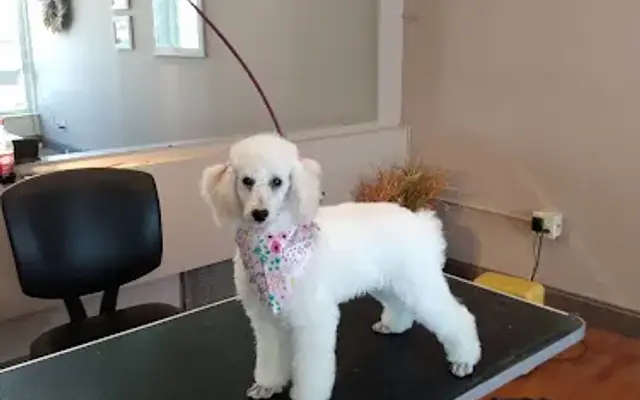 In The Dog House Mobile groomer in Zavalla, TX