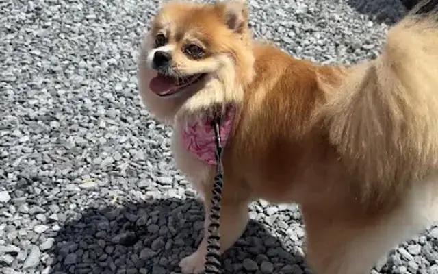 Strut Your Mutt Pet Groomer in Cumberland, MD
