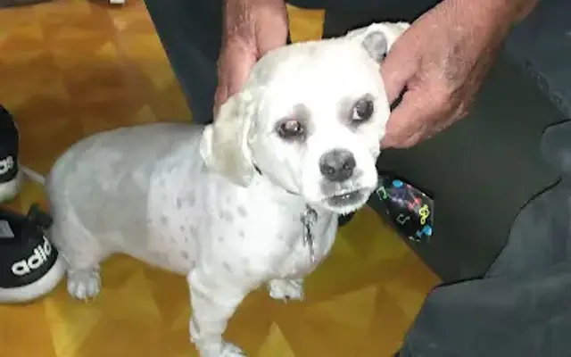 Salty Dog Grooming, LLC in Morgan City, LA