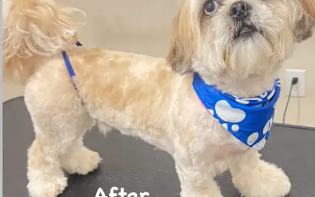Colitas grooming in Buckeye, AZ