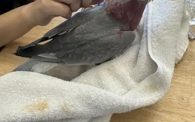 Loving Pet Salon in San Mateo, CA