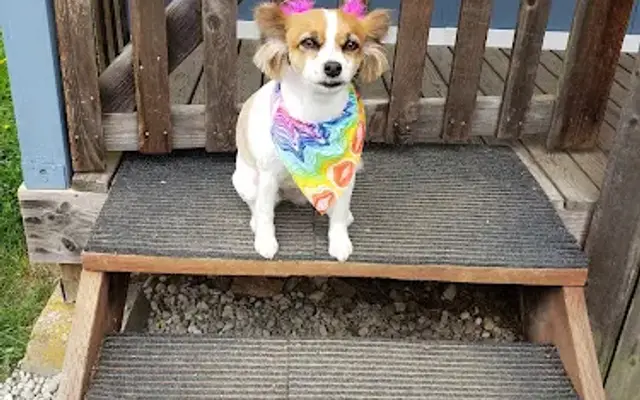 Dirty Doggone in North Bend, WA