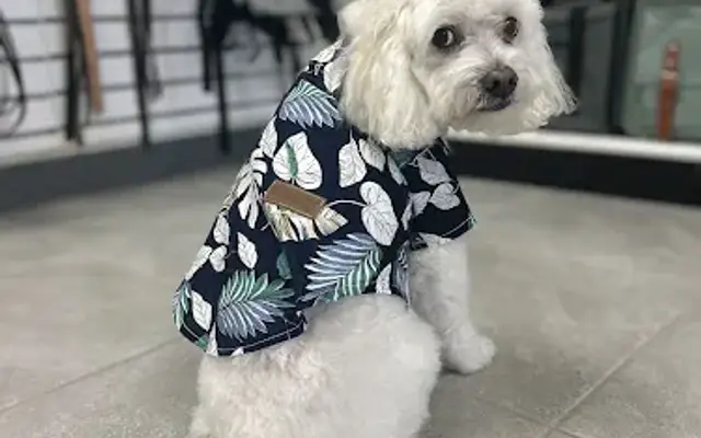 Petit Poodle Pet Boutique in Ocala, FL