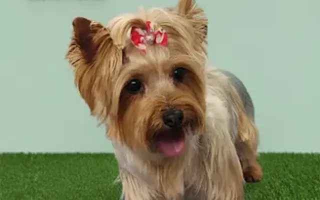 Kathe Miami Mobile Pet Grooming in Miami Springs, FL