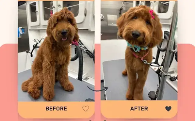 Mother Fluffers Mobile Grooming in Orlando, FL
