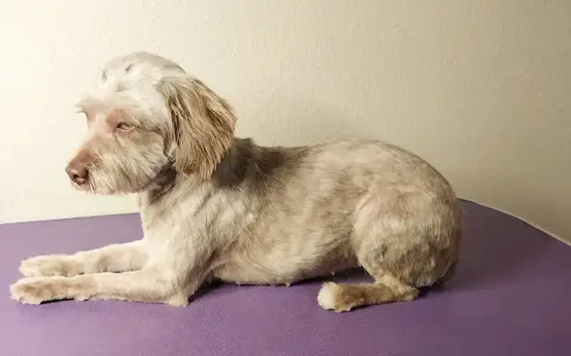 MJ Grooming in Las Cruces, NM