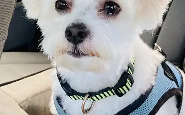 South Paws Grooming Salon in Vero Beach, FL