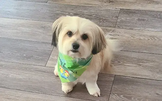 Doggy Day Spa in Melrose, FL