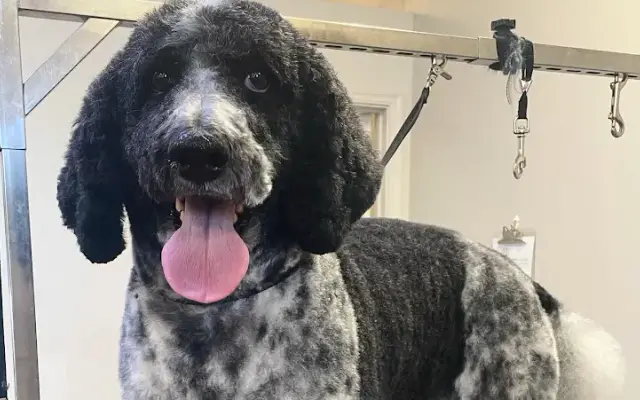 Apex grooming in Cave Creek, AZ