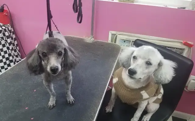 Patty's Precious Poodles in Charleston, WV