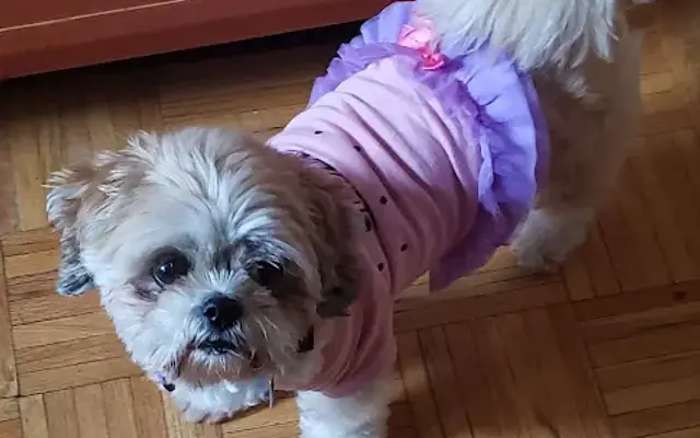 Party Paws Playhouse in Chicago Heights, IL