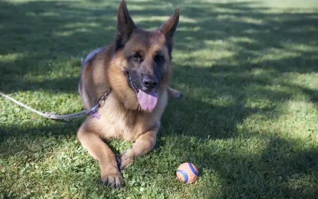 Maritza Pet in Bridgehampton, NY