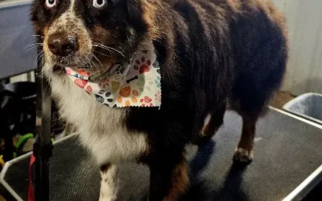 PAWSitively Paradise Mobile Grooming in Sherman, TX
