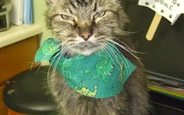 Overland Park Veterinary Center in Overland Park, KS