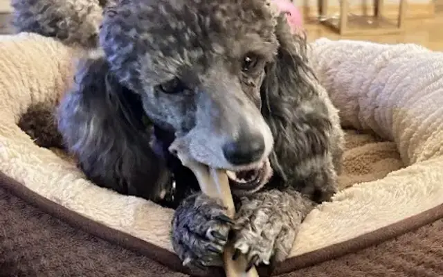 Grooming by Christina in Benson, AZ