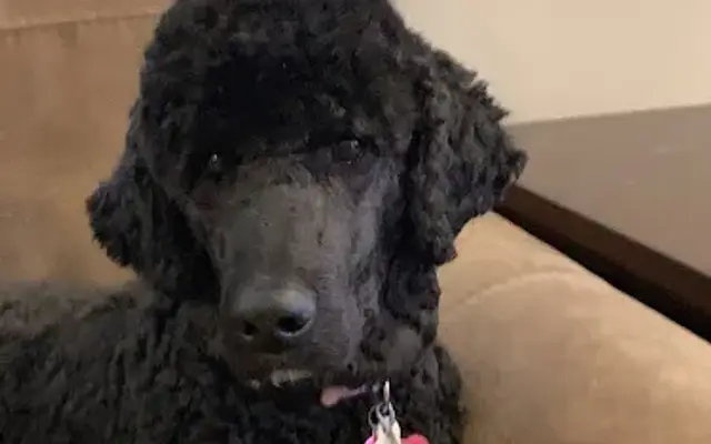 PetSmart Grooming in Cullman, AL