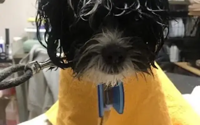 4 Pampered Paws in Hartford City, IN