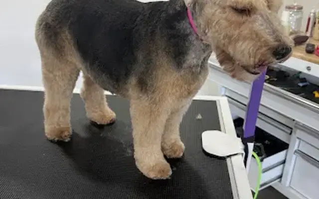 Double Bubble Pet Salon in Manteca, CA