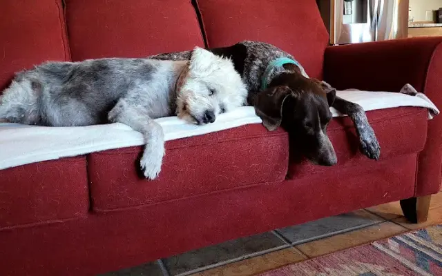cozydaysdogboarding in Edgewood, NM