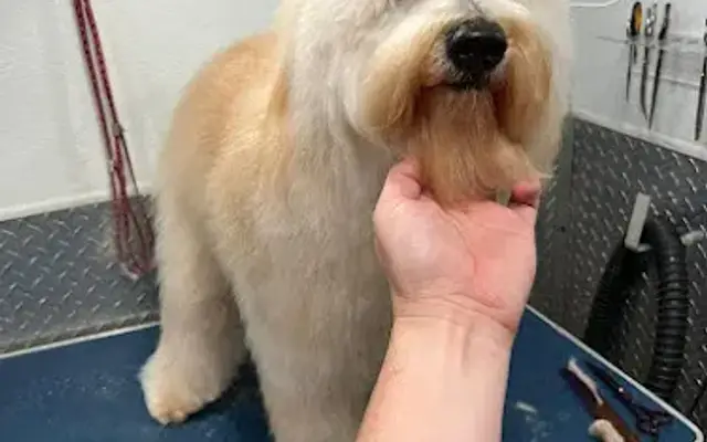 Diamond Pets Grooming in Miami Gardens, FL