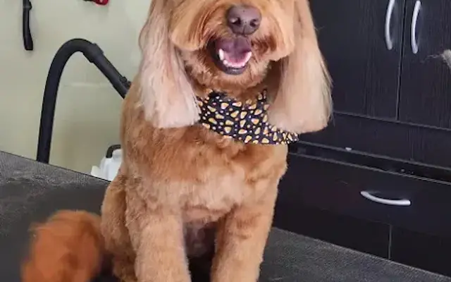 Precision Paws Dog Grooming in Norwood, MA