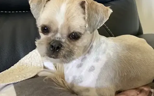 The Pet Spa in Seneca, SC