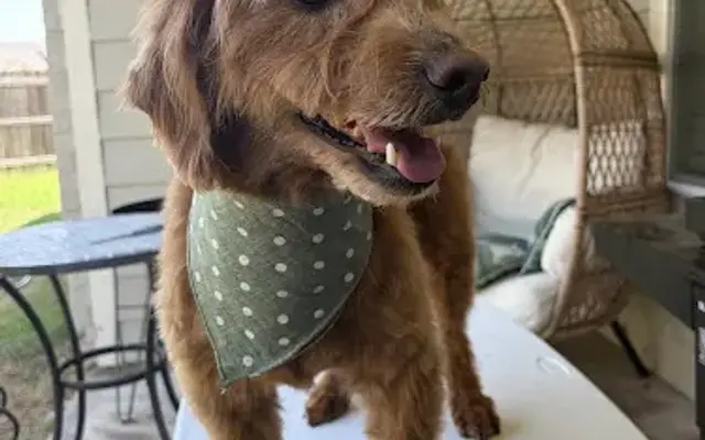 Benitos Happy Tail in Garland, TX