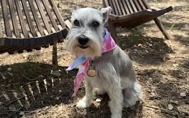 Contemporary Canine Dog Grooming in Dripping Springs, TX