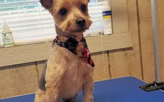 Just 4 Paws Grooming and Boarding in East Flat Rock, NC