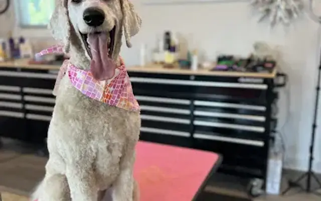 BCool Dog Studio in Georgetown, KY