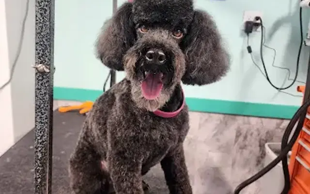 Pampered Paws Grooming in Longview, WA