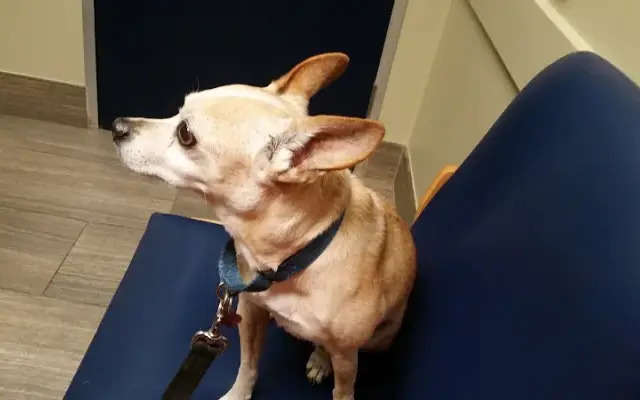 Atascazoo Animal Hospital in Humble, TX