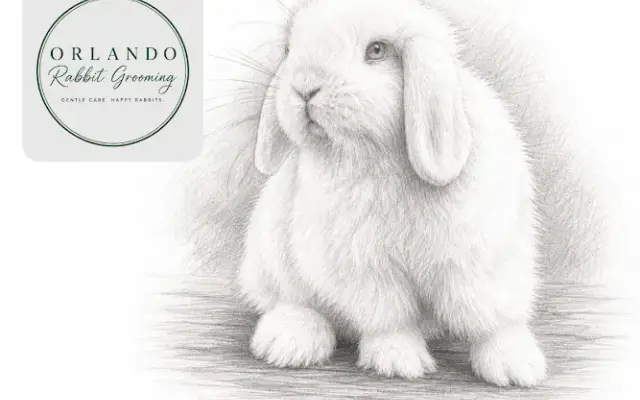 Orlando Rabbit Grooming in Orlando, FL