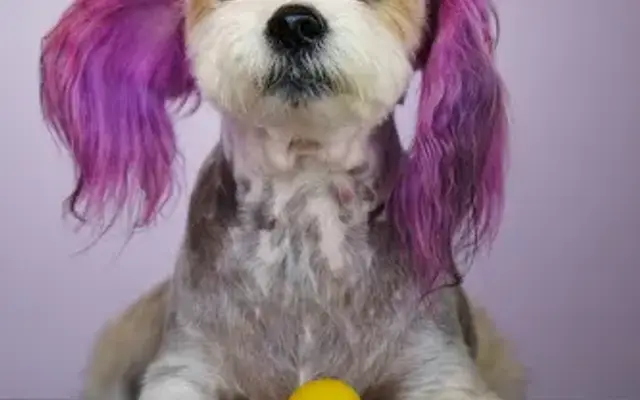 Fluff & Cuts Grooming One on One (by appointments) in Lynwood, CA